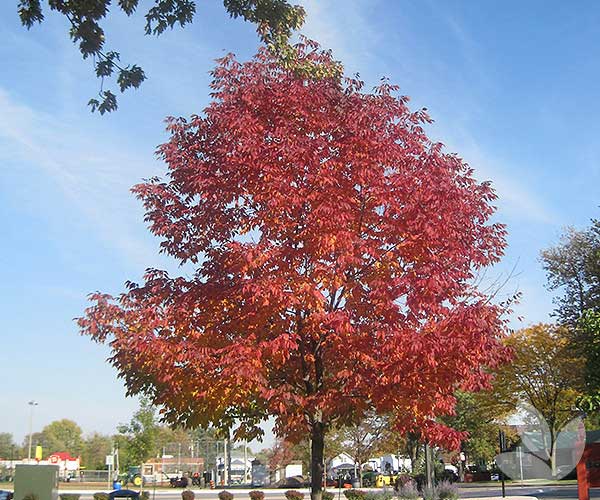 Riippasaarni kev&auml;&auml;ll&auml;